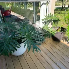 Sale Photo Thumbnail #27: Two large potted split-leaf philodendron plants in white and dark grey plastic planters, displayed on a wooden deck.