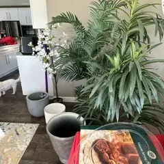 Sale Photo Thumbnail #36: Assorted artificial plants, including a faux palm and a flowering branch, displayed alongside empty ceramic planters and a boxed glass serving platter.