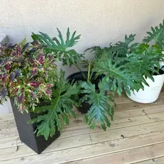 Sale Photo Thumbnail #28: Assorted potted outdoor plants, including a vibrant coleus in a dark square planter and multiple split-leaf philodendrons in black and white pots.