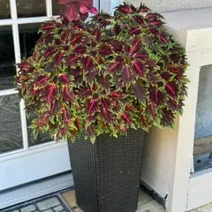 Sale Photo Thumbnail #26: Vibrant coleus plant with burgundy and green leaves, housed in a tall, dark brown woven wicker-style planter.