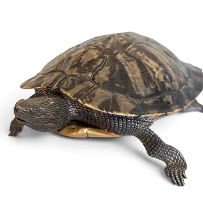 Sale Photo Thumbnail #97: Japanese Meiji period sterling silver and natural tortoise shell articulated turtle, featuring finely detailed cast bronze limbs and head.