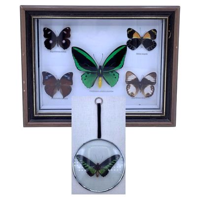 Sale Photo Thumbnail #376: 2 Exotic Preserved Butterfly Curiosity Specimen Framed Shadowbox Winged Insect Wall Art