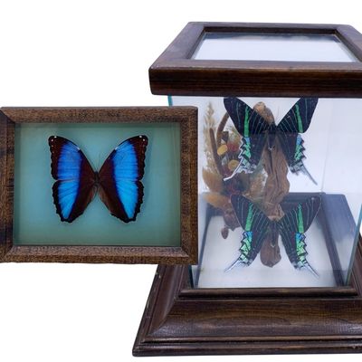 Sale Photo Thumbnail #380: 2 Exotic Preserved Butterfly Curiosity Specimen Framed Shadowbox, Vignette, Winged Insect Art