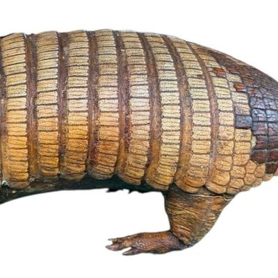 Sale Photo Thumbnail #264: Antique 9 Banded Southwestern Armadillo Taxidermy