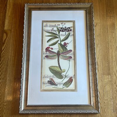 Framed Natural History Dragonfly Print Titled Elongated Dragonfly Gatherin