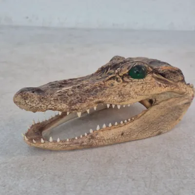 Taxidermy alligator head with green glass eyes, showing intact teeth and natural coloration.