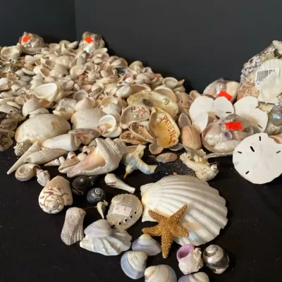 She Sells Seashells By The Seashore Lot 2