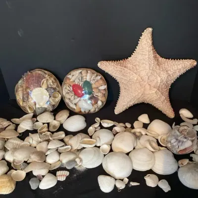 She Sells Seashells By The Seashore Lot 1
