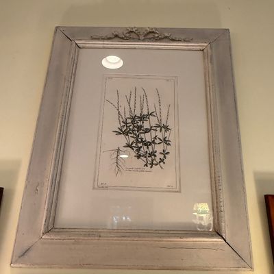 Sale Photo Thumbnail #103: Framed botanical engraving featuring a plant study with roots, housed in a distressed white painted wood frame with carved top ribbon details.