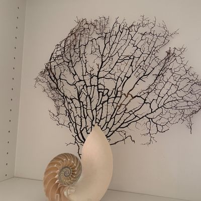 Natural sea life decor featuring a sliced nautilus shell on a clear acrylic stand alongside a large dark sea fan specimen.