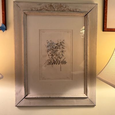 Framed botanical engraving presented in a whitewashed wooden frame featuring a carved ribbon-and-bow crest.