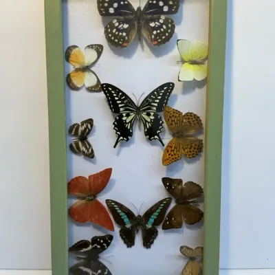 Entomology Butterfly Wall Decor (7.5 x 15)