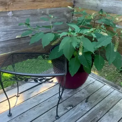Wrought Iron Patio Table & Live American Pokeweed Plant in Planter
