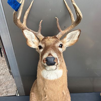 Sale Photo Thumbnail #2: Taxidermy shoulder mount of a white-tailed buck featuring a multi-point rack.