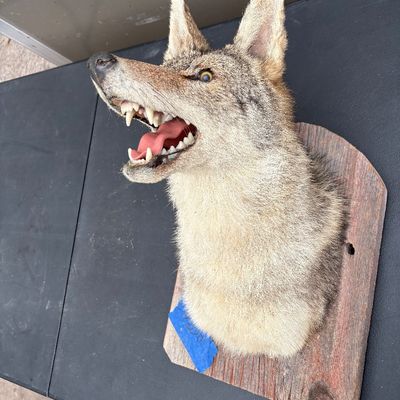 Sale Photo Thumbnail #3: Vintage taxidermy coyote head mount with an open-mouth snarl, secured to a rustic wooden plaque.