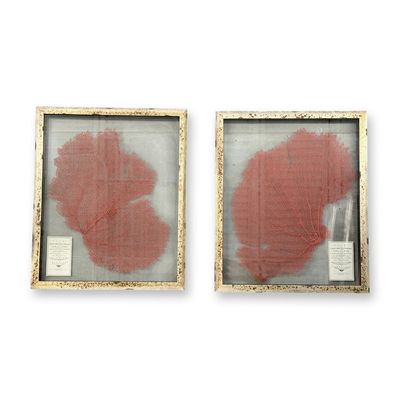 Sale Photo Thumbnail #550: 2pc Karen Robertson Assortment Natural History Sea Fan Specimen Shadowboxes