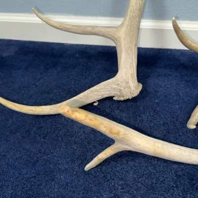 Sale Photo Thumbnail #633: Selection of naturally shed deer antlers resting on blue carpet, showing realistic weathering and texture.