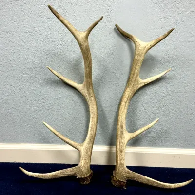 Sale Photo Thumbnail #52: Matched pair of naturally shed elk antlers with multi-point tines, leaning against a wall.