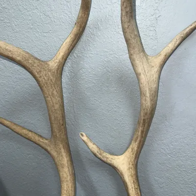 Sale Photo Thumbnail #636: Pair of large weathered deer or elk shed antlers leaning against a blue wall.