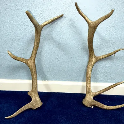 Sale Photo Thumbnail #616: Pair of large, shed elk antlers displaying natural weathering and prominent points.