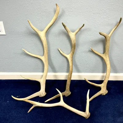 Sale Photo Thumbnail #638: Collection of four naturally shed elk and deer antlers displaying various sizes and tine configurations.