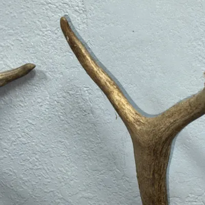 Sale Photo Thumbnail #619: Natural deer antler tines mounted against a light grey textured wall, showing aged natural texture.