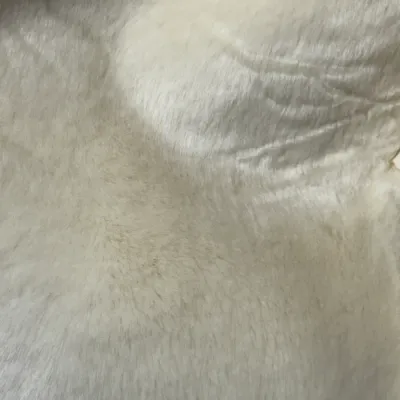 Sale Photo Thumbnail #851: Extreme close-up view of soft cream-colored faux fur material.