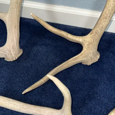 Sale Photo Thumbnail #634: Collection of shed deer antlers with natural weathered finishes resting on a blue carpeted floor.