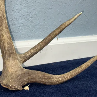 Sale Photo Thumbnail #620: Naturally shed deer antler fragment featuring prominent tines and realistic texture, displayed resting against a baseboard.