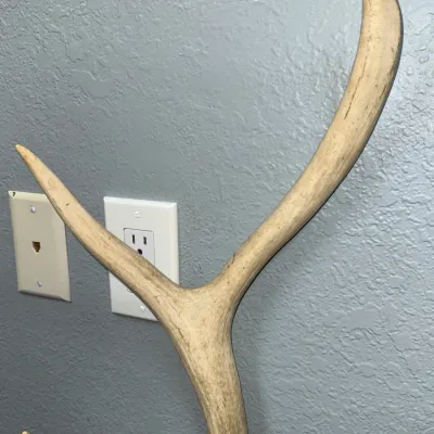 Sale Photo Thumbnail #632: Naturally shed deer or elk antler with three visible tines, showing weathered bone texture.