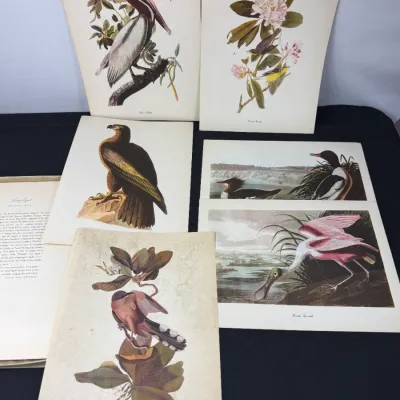Sale Photo Thumbnail #434: Collection of vintage John James Audubon bird art prints, including representations of a brown pelican, golden eagle, and roseate spoonbill.