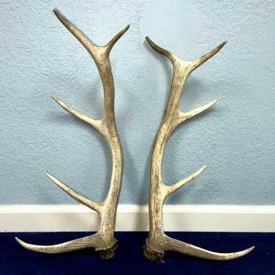 Sale Photo Thumbnail #604: Matching pair of large shed elk antlers, leaning against a light blue wall.