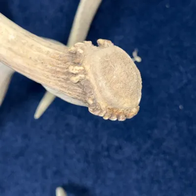 Sale Photo Thumbnail #637: Close-up view of a shed deer antler base showing natural texture and burr against a dark background.