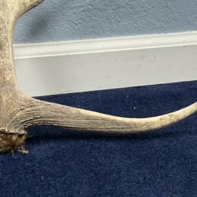 Sale Photo Thumbnail #608: Base and lower tine of a natural shed antler, featuring weathered texture and original burr detail.