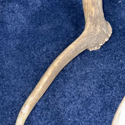 Sale Photo Thumbnail #635: Natural deer shed antler segment, showing burr detail and main tine against a blue carpet background.