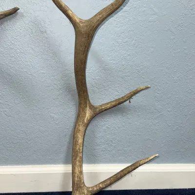 Sale Photo Thumbnail #618: Single large elk antler shed resting upright against a textured light blue wall.