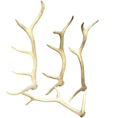 Sale Photo Thumbnail #56: Collection of four natural shed deer antlers with weathered, light tan finishes.