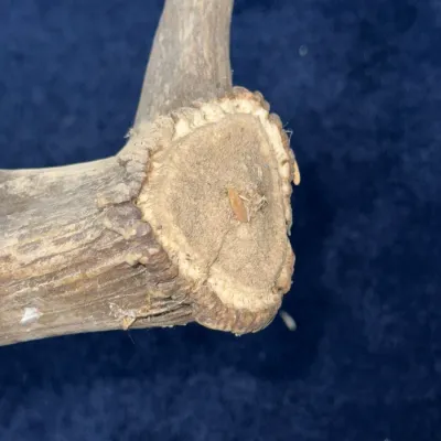 Sale Photo Thumbnail #621: Close-up view of a naturally shed deer antler, showing the burr base against a dark blue textured background.