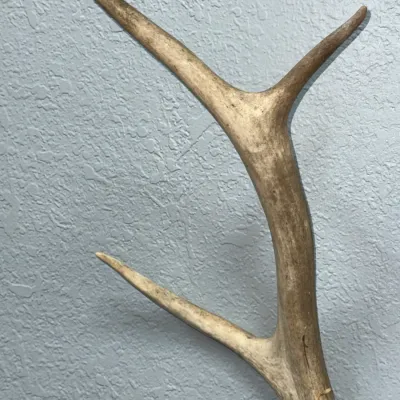 Sale Photo Thumbnail #606: Naturally shed deer or elk antler with three tines, mounted against a light grey textured wall.