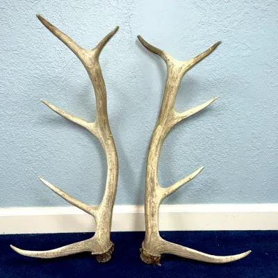 Sale Photo Thumbnail #605: Pair of large naturally shed elk antlers with weathered finish and prominent tines.