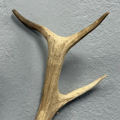 Sale Photo Thumbnail #607: Naturally shed deer antler with a three-point fork, suitable for rustic decor or craft projects.