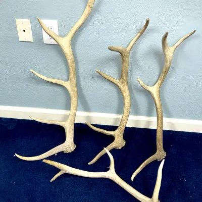 Sale Photo Thumbnail #631: Collection of four naturally shed elk antlers featuring varying sizes and branching tines.