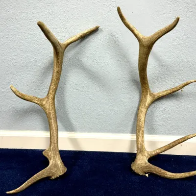 Sale Photo Thumbnail #54: Pair of large naturally shed elk antlers leaning against a light blue wall.