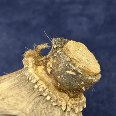 Sale Photo Thumbnail #609: Extreme close-up view of the burr base of a natural deer antler with remaining hide fibers.