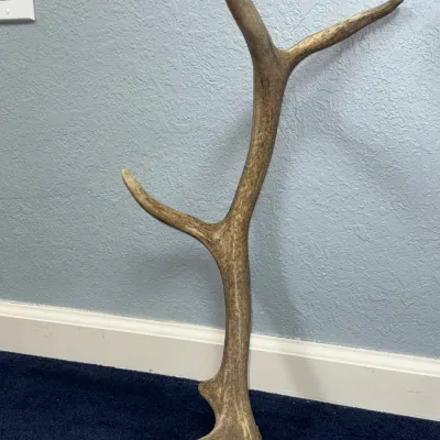 Sale Photo Thumbnail #617: Single naturally shed deer or elk antler with a weathered, textured finish leaning against a wall.