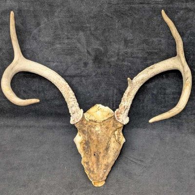 Sale Photo Thumbnail #355: 5 Point Deer Antler Skull Cap Attached