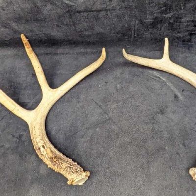 Sale Photo Thumbnail #429: 2 Deer Shed Antlers A1