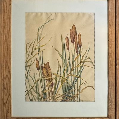 Runbeck, Dolores Gaston (1898-1994) untitled cattails, watercolor