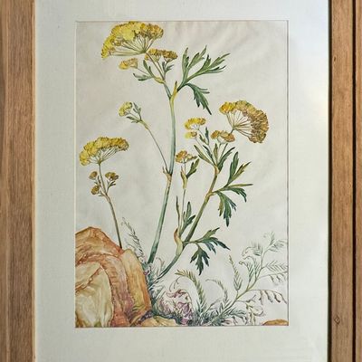 Runbeck, Dolores Gaston (1898-1994) untitled wildflowers, watercolor