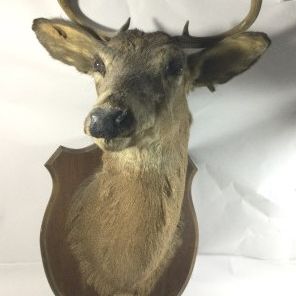 Sale Photo Thumbnail #129: Deer Mount - Shoulder Mount with Antlers 7 Points